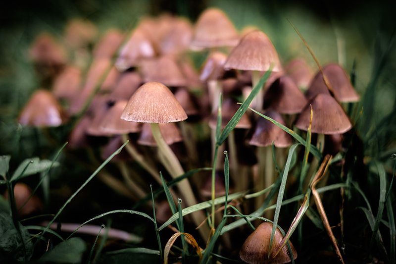 Green's Medicinal Mushrooms