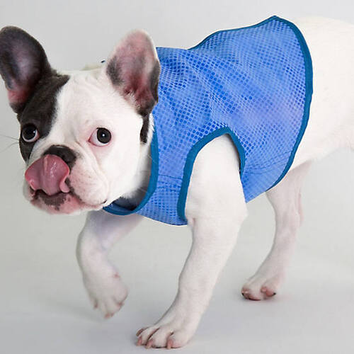pet cooling vest