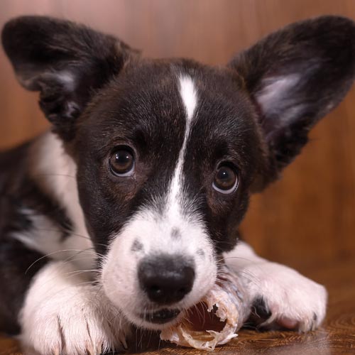 Benefits Of Raw Food For Dogs