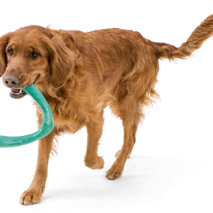 WestPaw, DogToys, Chew, Tug, Greensforhealthypets, Play