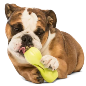 Greensforhealthypets, Dogs, Toys, Puzzle, Play, WestPaw