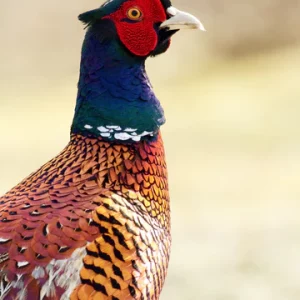 Pheasant, Rawfeeding, Greensforhealthypets, game