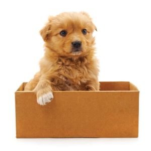 Raw Food Value Box Deals